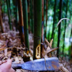 Cutting Bamboo